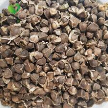 (500 seeds) Purelyagro Premium Non-GMO Moringa Seeds Miracle Tree Drumstick Oleifera