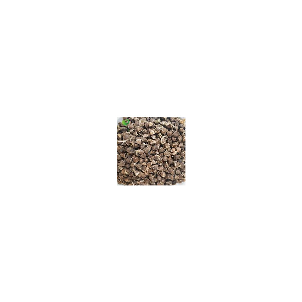 Purelyagro (500 Seeds) Premium Non-Gmo Moringa Seeds Miracle Tree Drumstick Oleifera