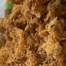 (25 kg) Purelyagro Pure Irish Sea Moss Raw Wild Crafted