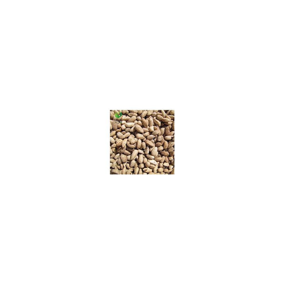 (50g) Purelyagro Neem Seeds Azadirachta Indica Sun Dried Organic Neem Beej Nimboli