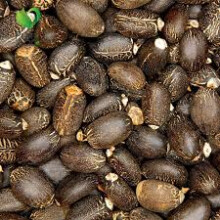 (200g) Purelyagro Jatropha Curcas (Physic Nut) Perennial Herb Plant