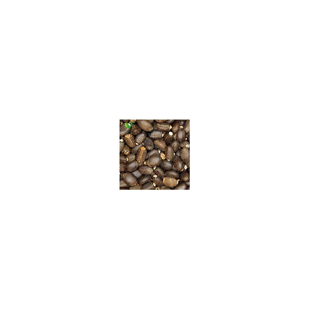 Purelyagro (200G) Jatropha Curcas (Physic Nut) Perennial Herb Plant