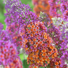 Buddleia 'Flower Power' Butterfly Bush Mixed Colour Healthy Garden Plant In Pot