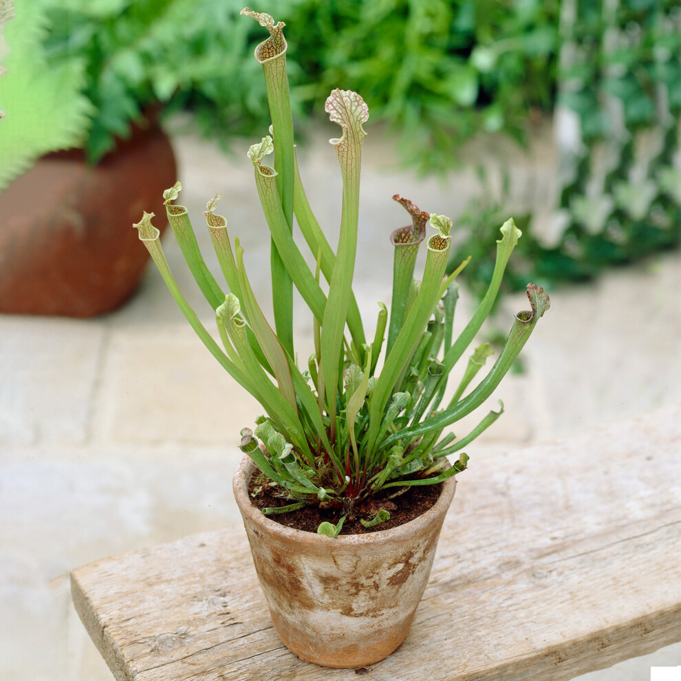 Sarracenia Smoorii | Best Indoor Plants | 25-35cm Potted Fly Trap Plant for Sale