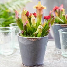 Sarracenia Smoorii Fly Trap | Vibrant Trumpet Pitcher Plant (20-30cm Incl Pot)