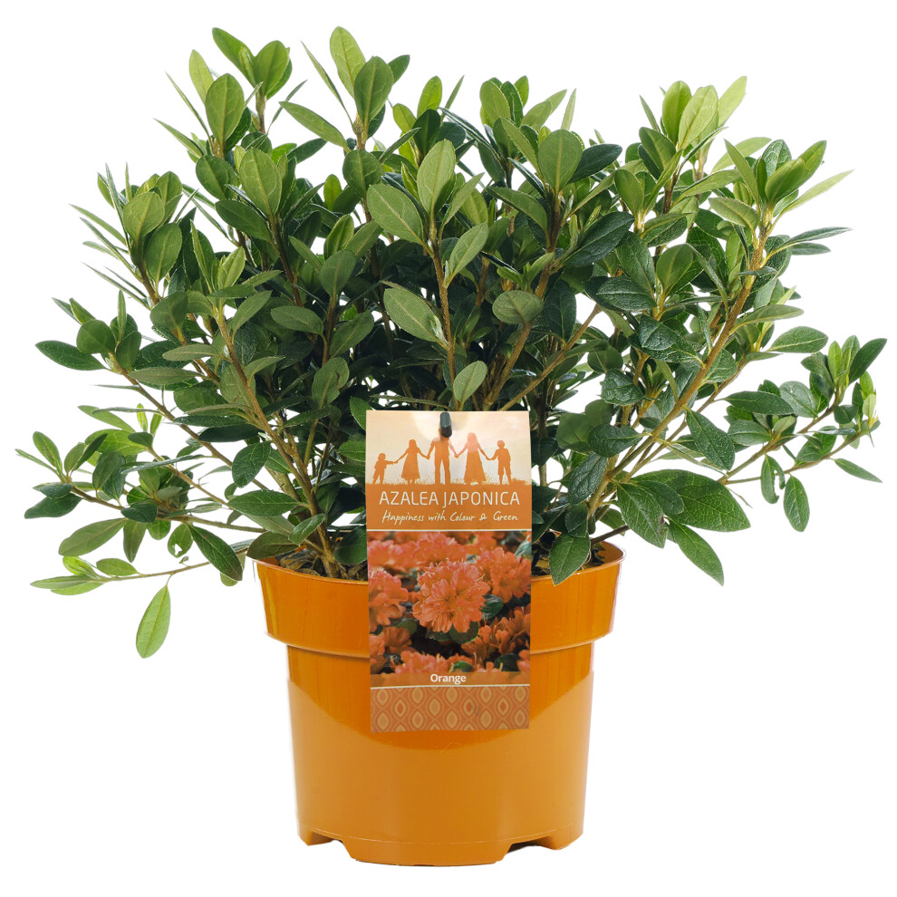 Orange Azalea Japanese Evergreen Shrub Outdoor Flowering Garden Plant in Pot - Image 2