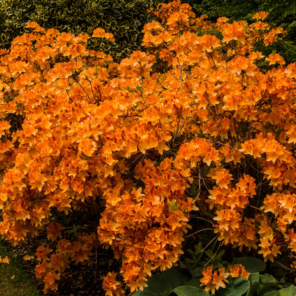 Gardeners Dream Orange Azalea (2L) 2L
