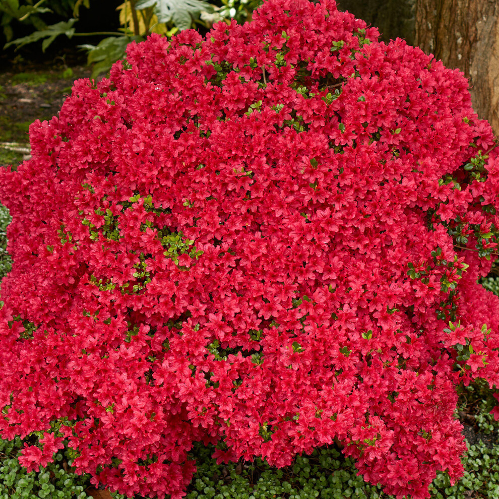 B&Q - Red Japanese Azalea (30-40Cm Height Including Pot)Delicate Red BloomsEvergreen - Image 2