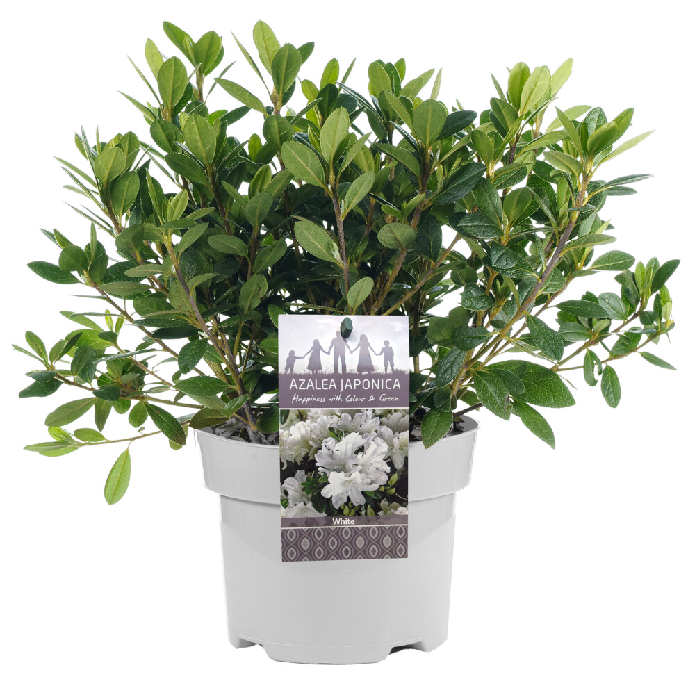Gardeners Dream White Azalea (2L) 2L