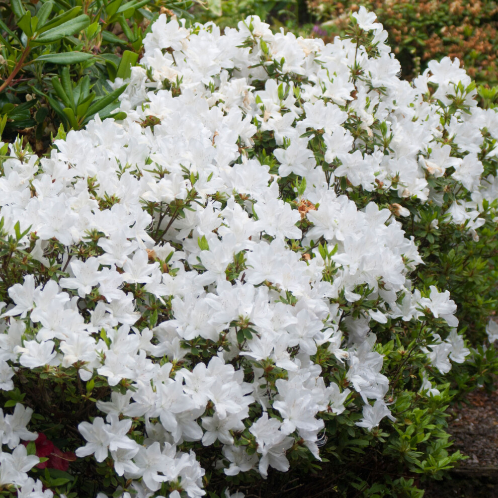 Gardeners Dream White Azalea (2L) 2L