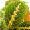 Gardeners Dream Maranta Fascinator Tricolour (12cm) V2 1