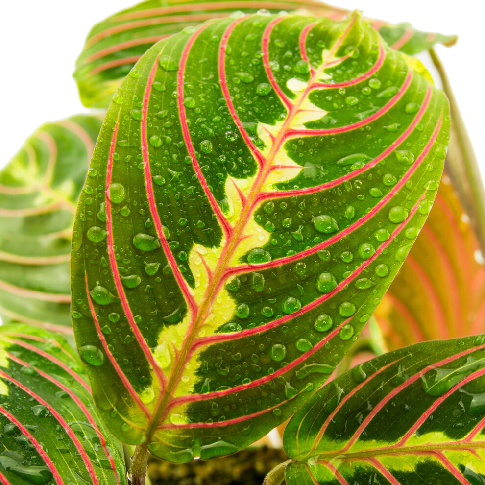 Gardeners Dream Maranta Fascinator Tricolour (12Cm) V2