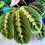 Gardeners Dream Maranta Fascinator Tricolour (12cm) V2 6