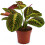 Gardeners Dream Maranta Fascinator Tricolour (12cm) V2 3