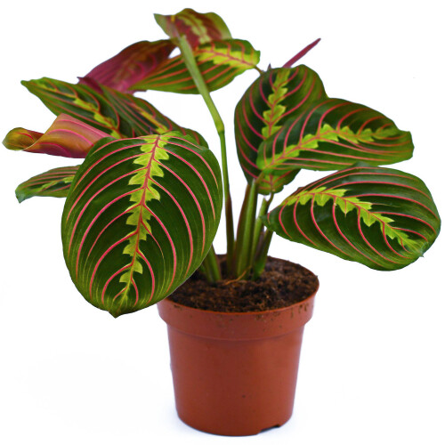 Gardeners Dream Maranta Fascinator Tricolour (12cm) V2 2