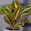 Gardeners Dream Maranta Fascinator Tricolour (12cm) V2 4