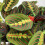 Gardeners Dream Maranta Fascinator Tricolour (12cm) V2 5