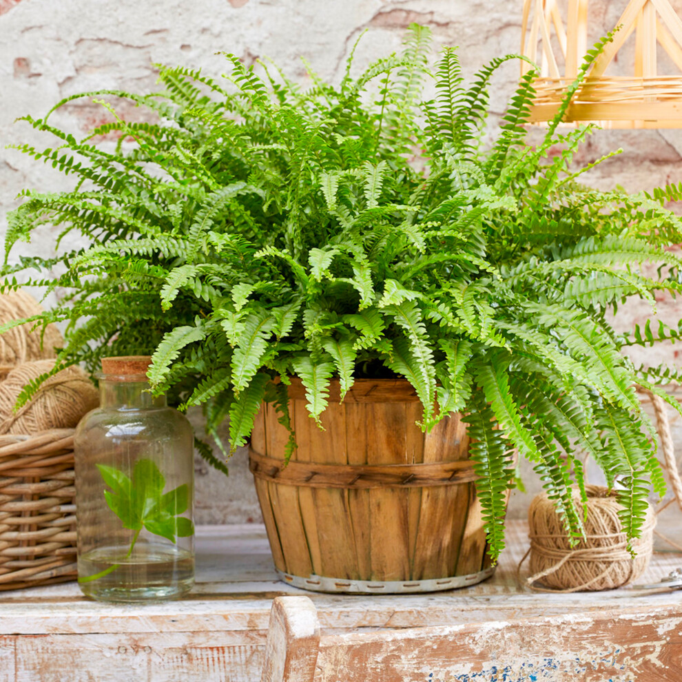 Gardeners Dream 25-35Cm Potted Nephrolepis Boston Fern | Evergreen Plant | Home Or Office