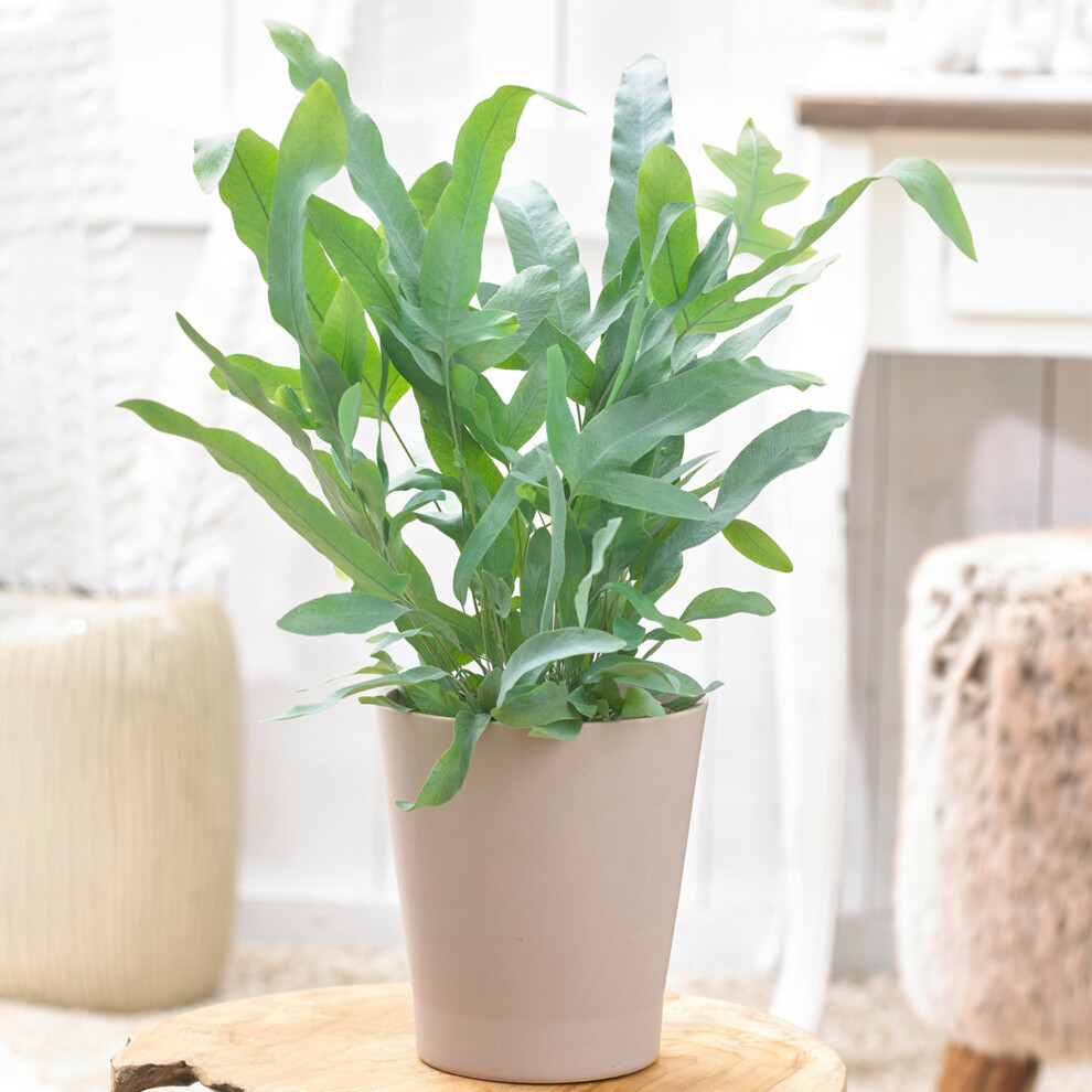 Gardeners Dream Premium Phlebodium Blue Star - Golden Polypody | Home Or Office Fern Plant