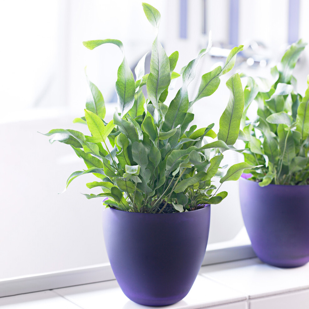 Gardeners Dream Phlebodium Star Plant Gift | Stunning Indoor Fern (25-35Cm Incl. Pot) Blue
