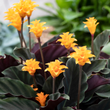Calathea Crocata Plant - Live Eternal Flame Shrub Indoor Houseplant In 14cm Pot