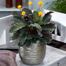Calathea Crocata Indoor Shrub - Colourful Decorative Live Houseplant Potted 14cm