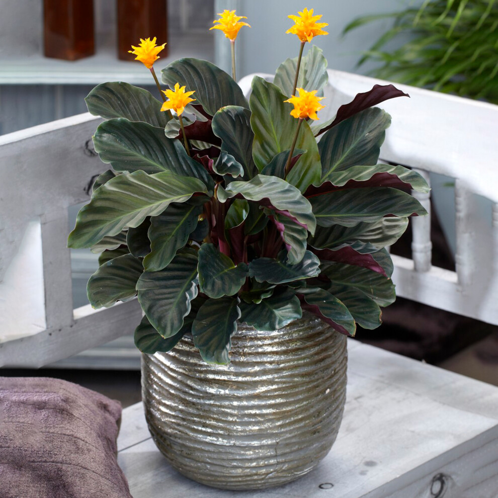 Gardeners Dream Calathea Crocata Indoor Shrub - Colourful Decorative Live Houseplant Potted 14Cm