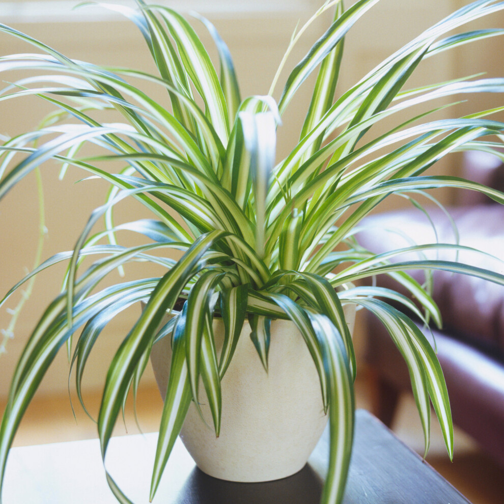 Gardeners Dream Chlorophytum Variegatum (12Cm) V3