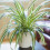 Gardeners Dream Chlorophytum Variegatum (12cm) V3 2