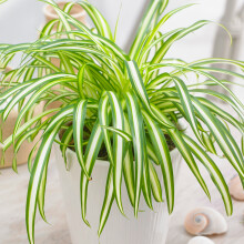 Chlorophytum Variegatum (12cm) V4