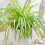 Gardeners Dream Chlorophytum Variegatum (12cm) V4 1