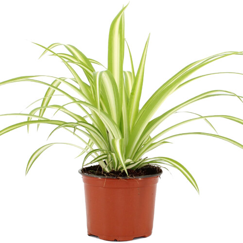 Gardeners Dream Chlorophytum Variegatum (12cm) V4 2