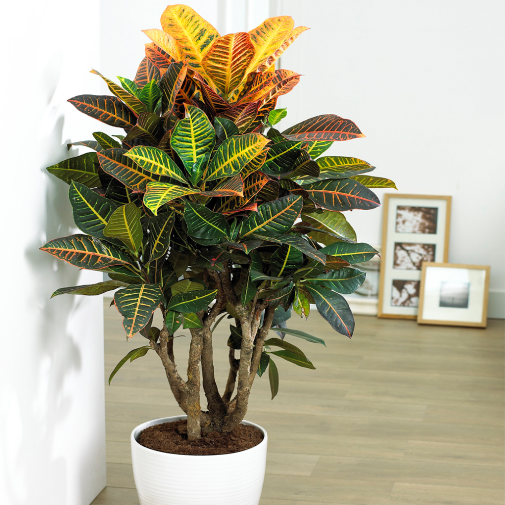 Gardeners Dream Codiaeum Petra (13Cm, V1)