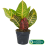 Gardeners Dream Codiaeum Petra (13cm, V1) 3