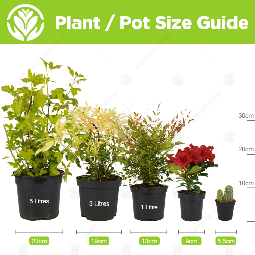 Gardeners Dream Codiaeum Petra (13cm) 2
