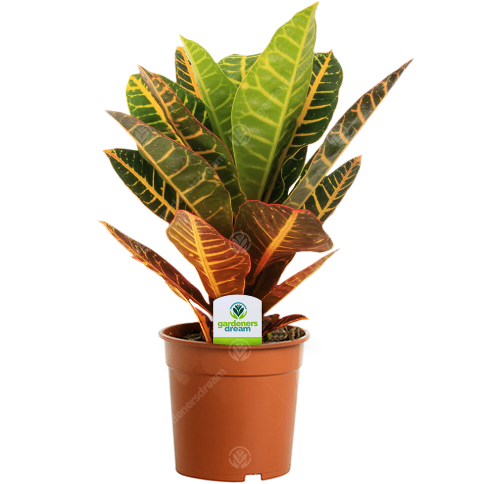 Gardeners Dream Codiaeum Petra (13Cm)