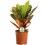 Gardeners Dream Codiaeum Petra (13cm) 2