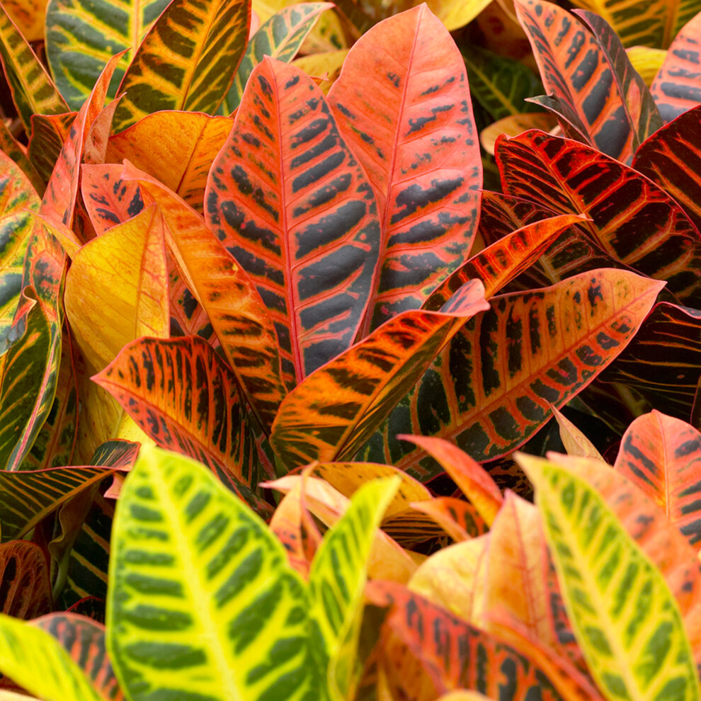 Gardeners Dream Codiaeum Petra (13Cm, V2)