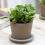 Gardeners Dream Crassula ovata (12cm, V1) 1