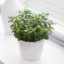 Crassula minor (12cm, V1)