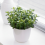 Gardeners Dream Crassula minor (12cm, V1) 2