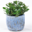Gardeners Dream Crassula ovata (12cm, V2) 1