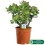 Gardeners Dream Crassula ovata (12cm, V2) 3
