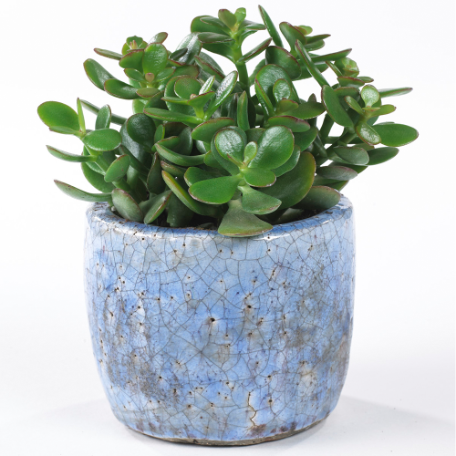 Gardeners Dream Crassula ovata (12cm, V2) 1