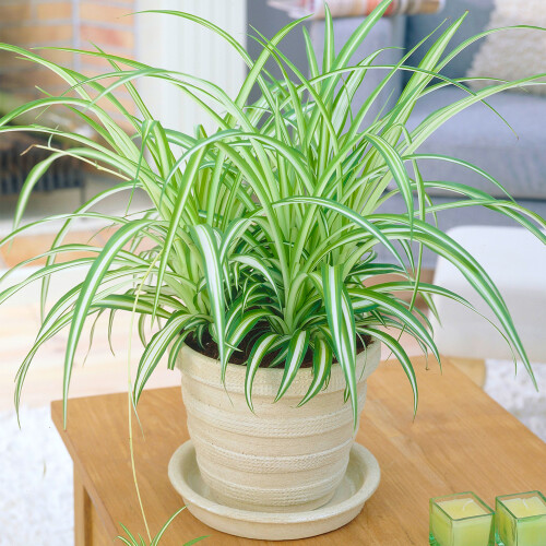 Gardeners Dream Chlorophytum Variegatum (12cm) V1 1