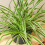Gardeners Dream Chlorophytum Variegatum (12cm) V1 4