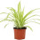 Gardeners Dream Chlorophytum Variegatum (12cm) V1 3