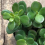 Gardeners Dream Crassula ovata (12cm) 4