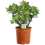 Gardeners Dream Crassula ovata (12cm) 1