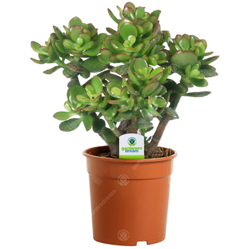 Gardeners Dream Crassula ovata (12cm)